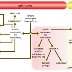 Schemat przedstawia szpik kostny jako narząd wytwarzający limfocyty, w tym limfocyty T i B, oraz inne komórki krwi.