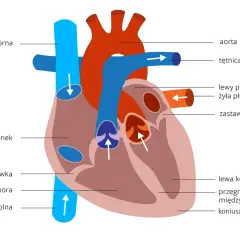 Schemat układu krwionośnego serca: żyła główna, aorta, tętnica płucna, przedsionki, komory i zastawki.