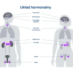 Ilustracja przedstawia budowę i rolę układu hormonalnego, ukazując gruczoły dokrewne w ludzkim ciele, takie jak przysadka, tarczyca, nadnercza i gonady.