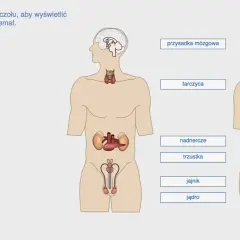 Schemat przedstawia gruczoły dokrewne i ich hormony: przysadkę mózgową, tarczycę, nadnercza, trzustkę, jajnik i jądro.