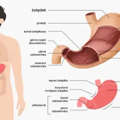 Anatomia żołądka, kluczowego organu, gdzie zachodzi trawienie. Widok człowieka z zaznaczonym układem pokarmowym i szczegółowy schemat żołądka.