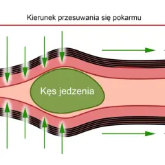 Ruch kęsa jedzenia w najdłuższej części przewodu pokarmowego dzięki skurczom mięśni okrężnych i podłużnych.