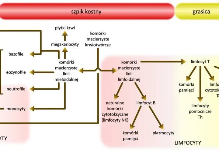 Schemat przedstawia szpik kostny jako narząd wytwarzający limfocyty, w tym limfocyty T i B, oraz inne komórki krwi.
