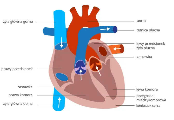 Schemat układu krwionośnego serca: żyła główna, aorta, tętnica płucna, przedsionki, komory i zastawki.