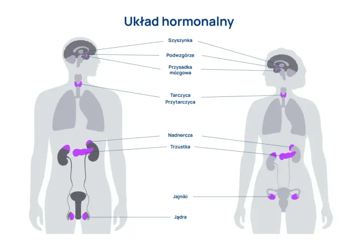 Ilustracja przedstawia budowę i rolę układu hormonalnego, ukazując gruczoły dokrewne w ludzkim ciele, takie jak przysadka, tarczyca, nadnercza i gonady.