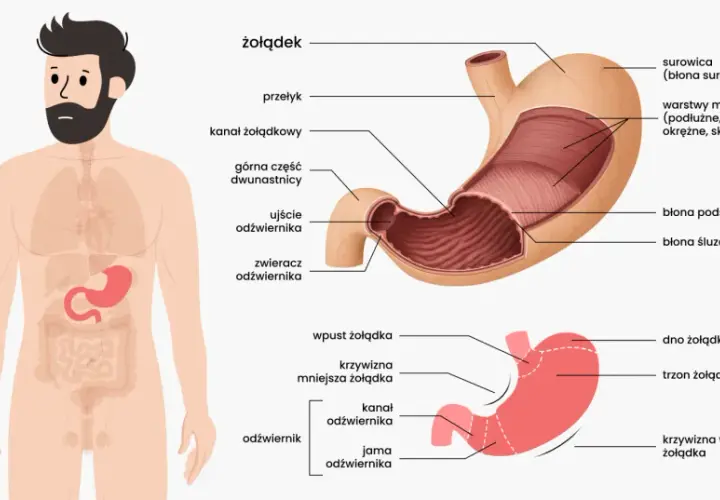 Anatomia żołądka, kluczowego organu, gdzie zachodzi trawienie. Widok człowieka z zaznaczonym układem pokarmowym i szczegółowy schemat żołądka.