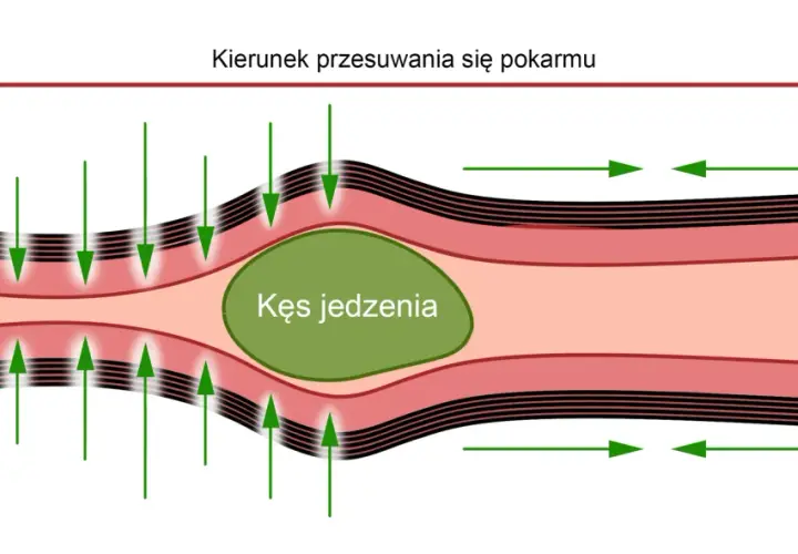 Ruch kęsa jedzenia w najdłuższej części przewodu pokarmowego dzięki skurczom mięśni okrężnych i podłużnych.