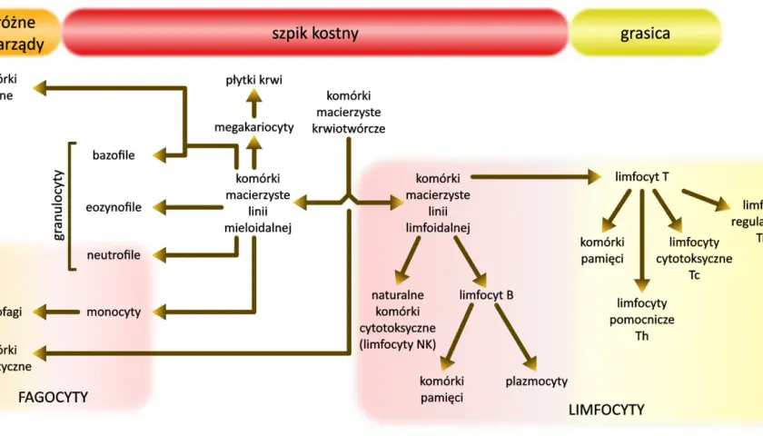 Schemat przedstawia szpik kostny jako narząd wytwarzający limfocyty, w tym limfocyty T i B, oraz inne komórki krwi.