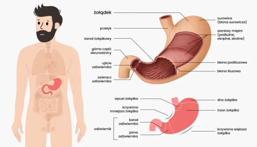 Anatomia żołądka, kluczowego organu, gdzie zachodzi trawienie. Widok człowieka z zaznaczonym układem pokarmowym i szczegółowy schemat żołądka.