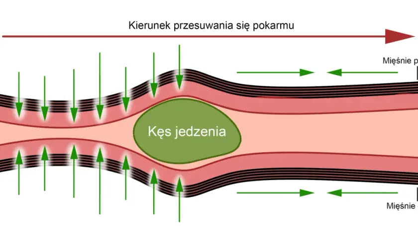 Ruch kęsa jedzenia w najdłuższej części przewodu pokarmowego dzięki skurczom mięśni okrężnych i podłużnych.