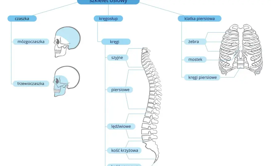 Ile kości ma człowiek? Anatomia szkieletu - pełny przewodnik