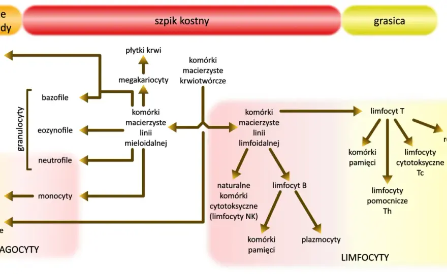 Limfocyty - Gdzie powstają i dojrzewają - Rola szpiku i grasicy