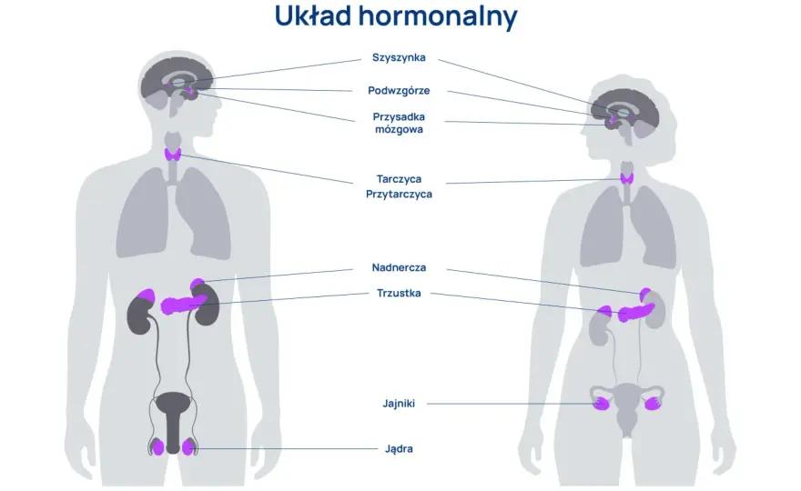 Układ hormonalny - jak działa i dba o Twoje zdrowie?