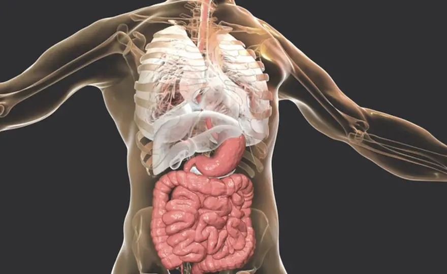 Anatomia jamy brzusznej - Zrozum, co kryje Twój brzuch