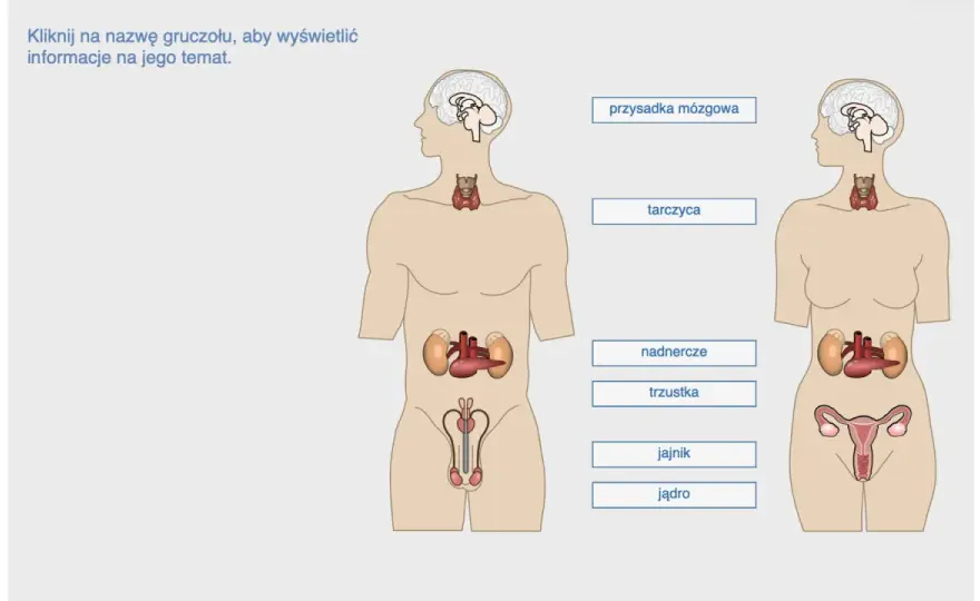 Gruczoły dokrewne i ich hormony - Klucz do zdrowego życia