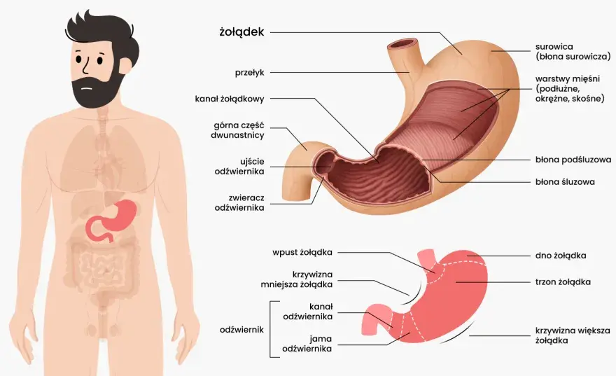 Żołądek - czy to centrum trawienia? Co trawi, a co nie?