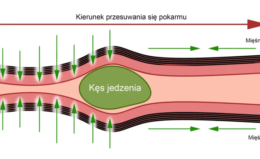 Jelito cienkie - najdłuższa część przewodu pokarmowego i Twoje zdrowie