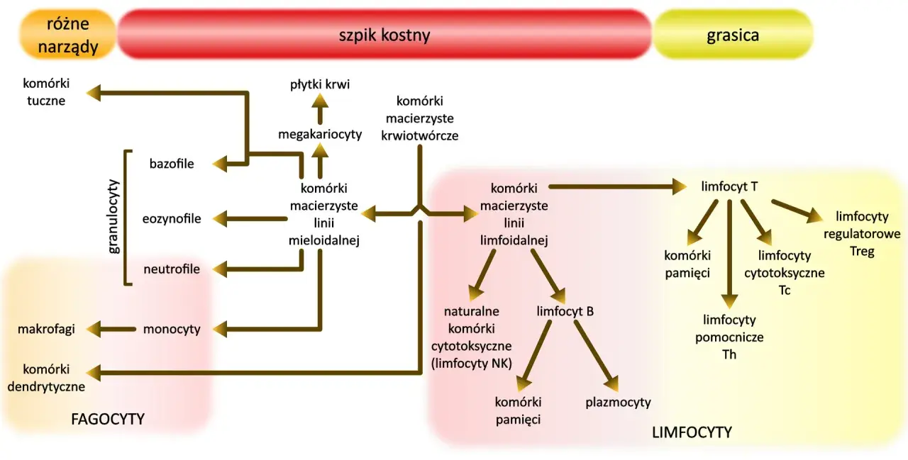 Schemat przedstawia szpik kostny jako narząd wytwarzający limfocyty, w tym limfocyty T i B, oraz inne komórki krwi.