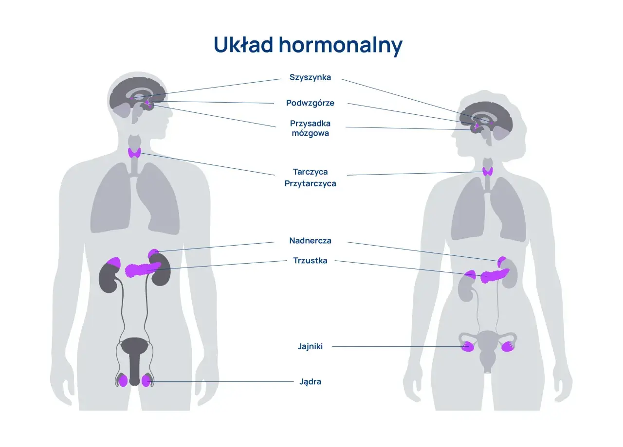 Ilustracja przedstawia budowę i rolę układu hormonalnego, ukazując gruczoły dokrewne w ludzkim ciele, takie jak przysadka, tarczyca, nadnercza i gonady.