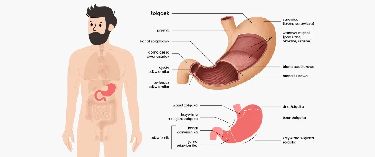 Anatomia żołądka, kluczowego organu, gdzie zachodzi trawienie. Widok człowieka z zaznaczonym układem pokarmowym i szczegółowy schemat żołądka.