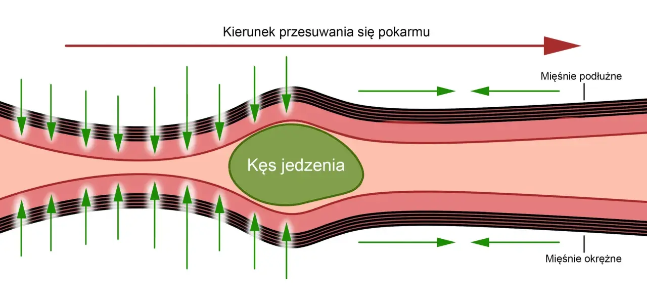 Ruch kęsa jedzenia w najdłuższej części przewodu pokarmowego dzięki skurczom mięśni okrężnych i podłużnych.