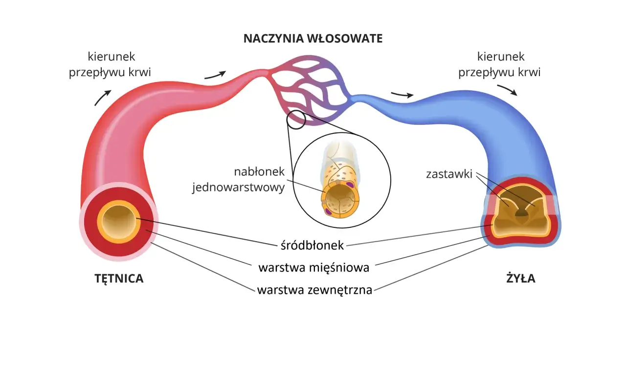 Schemat układu krwionośnego: tętnica, naczynia włosowate i żyła z zaznaczonymi warstwami i zastawkami.