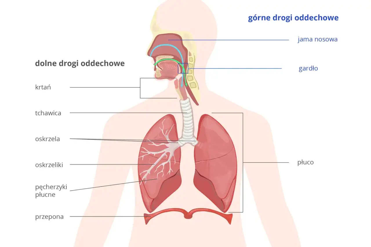 Schemat układu oddechowego: jama nosowa, gardło, krtań, tchawica, oskrzela, oskrzeliki, pęcherzyki płucne, przepona i płuco.