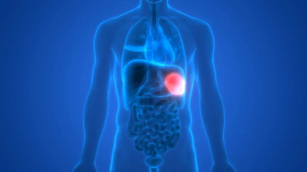 Anatomical illustration of the human torso, highlighting the spleen, the largest lymphatic organ, in red.