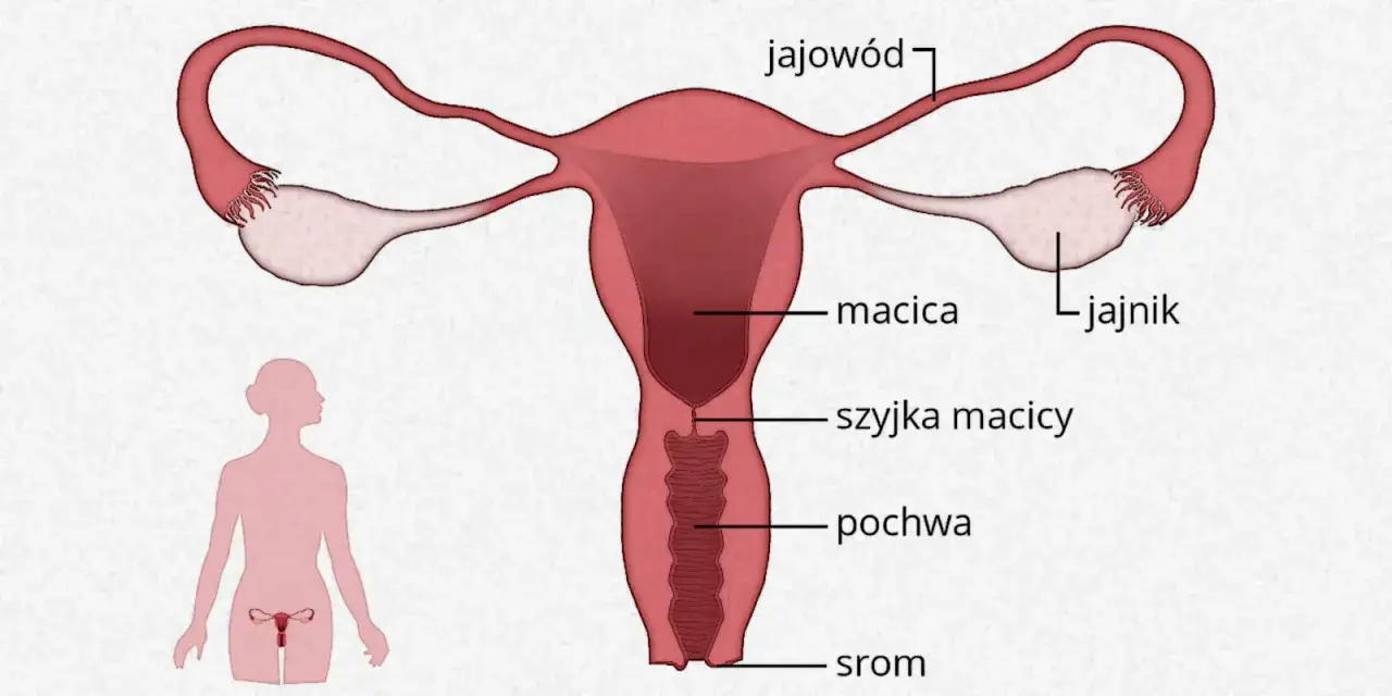Schemat budowy układu rozrodczego kobiety: jajowody, jajniki, macica, szyjka macicy, pochwa i srom.