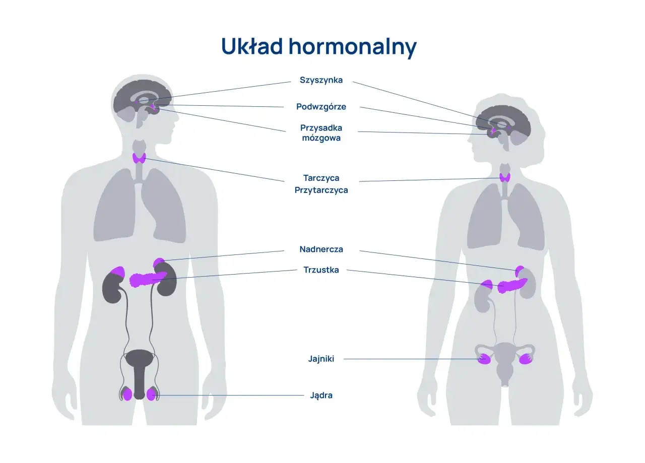Ilustracja przedstawia budowę i rolę układu hormonalnego, ukazując lokalizację gruczołów takich jak przysadka, tarczyca, nadnercza, trzustka, jajniki i jądra.