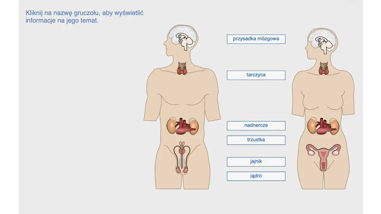 Ilustracja przedstawia budowę i rolę układu hormonalnego, ukazując gruczoły dokrewne w ciałach mężczyzny i kobiety.