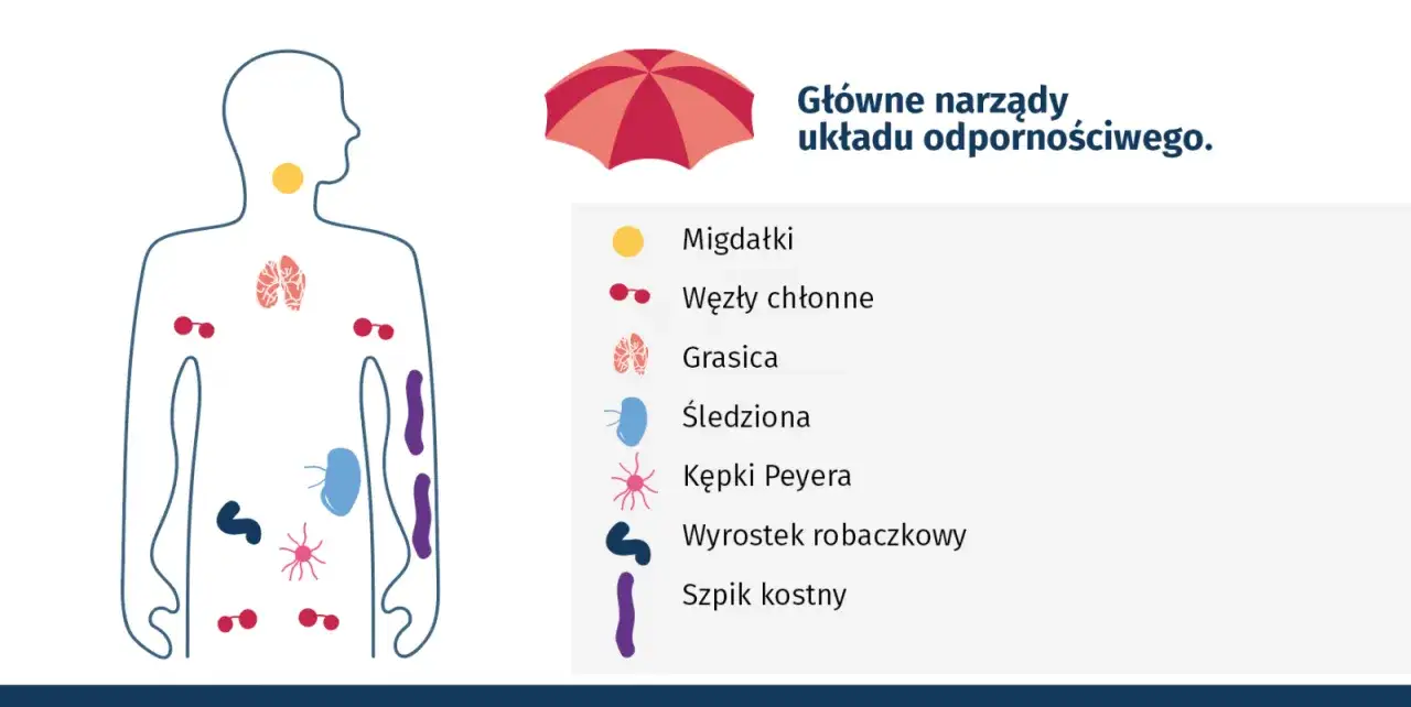 Schemat przedstawia główne narządy układu odpornościowego, w tym szpik kostny – kluczowy narząd wytwarzający limfocyty.